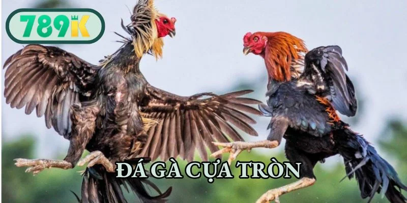 Đá Gà Cựa Tròn - Nơi Hội Tụ Các Chiến Kê Đỉnh Cao Hàng Đầu